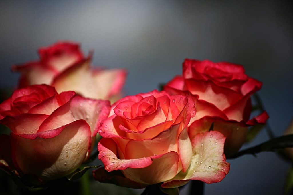 feuilles de rose éternelle