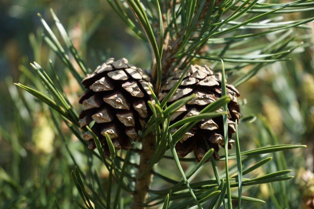 pomme de pin