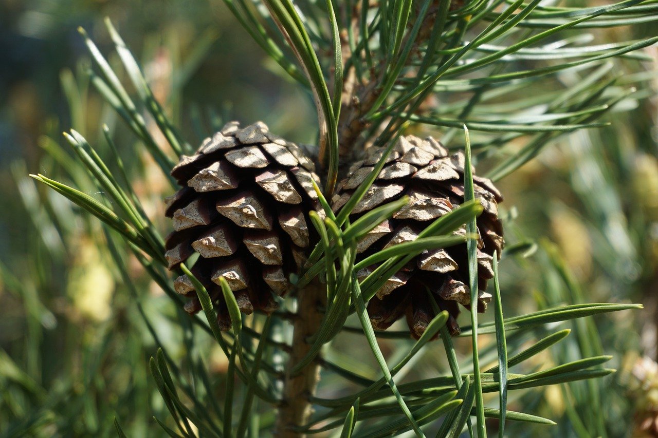 pomme de pin